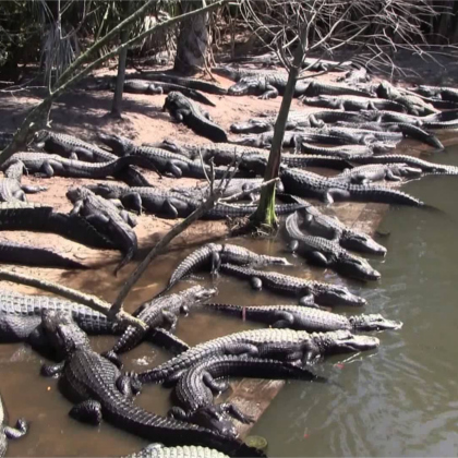 St. Augustine Alligator Farm